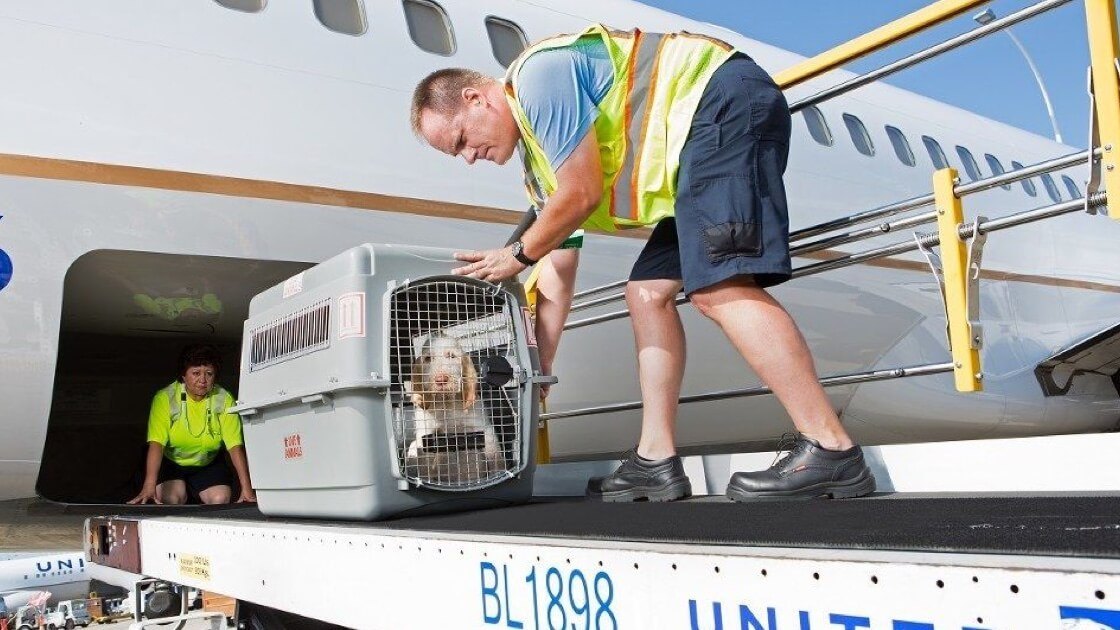 Pet Relocation by Train