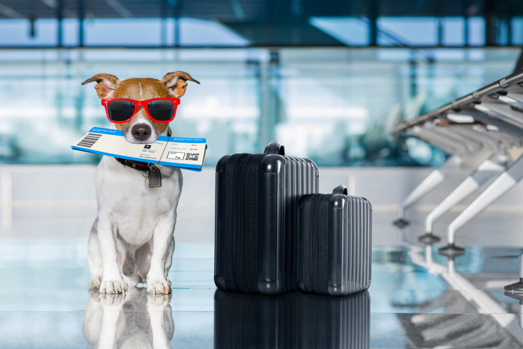 International Pet Export