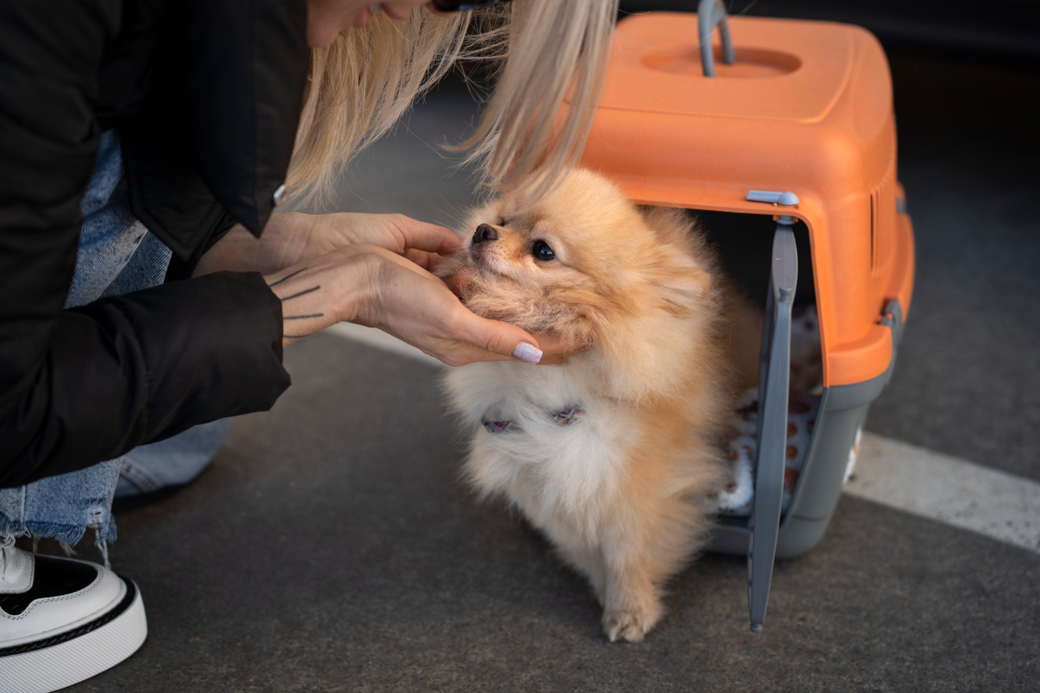 International Pet Import